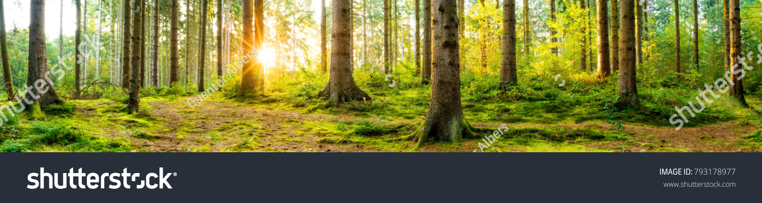 Panorama of a beautiful forest at sunrise #793178977