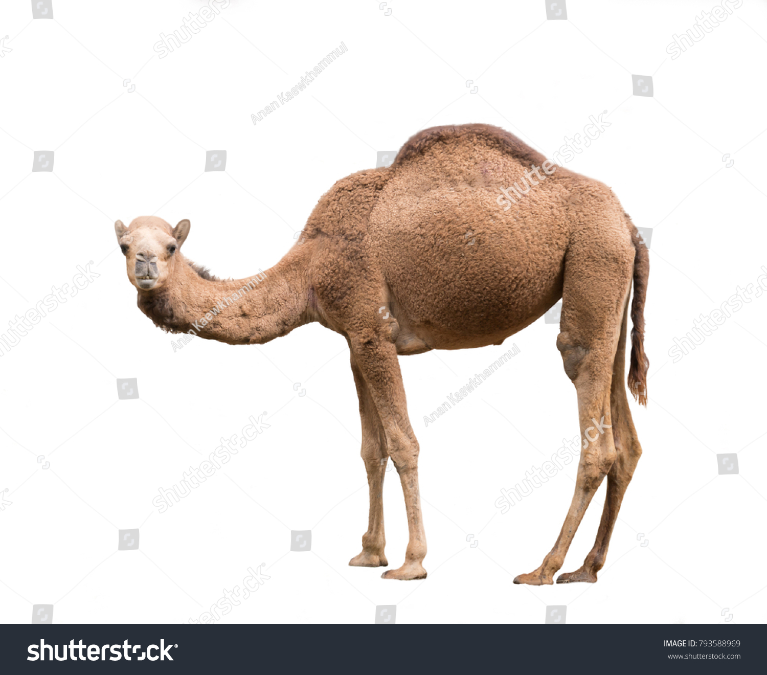 dromedary or arabian camel isolated on white background #793588969