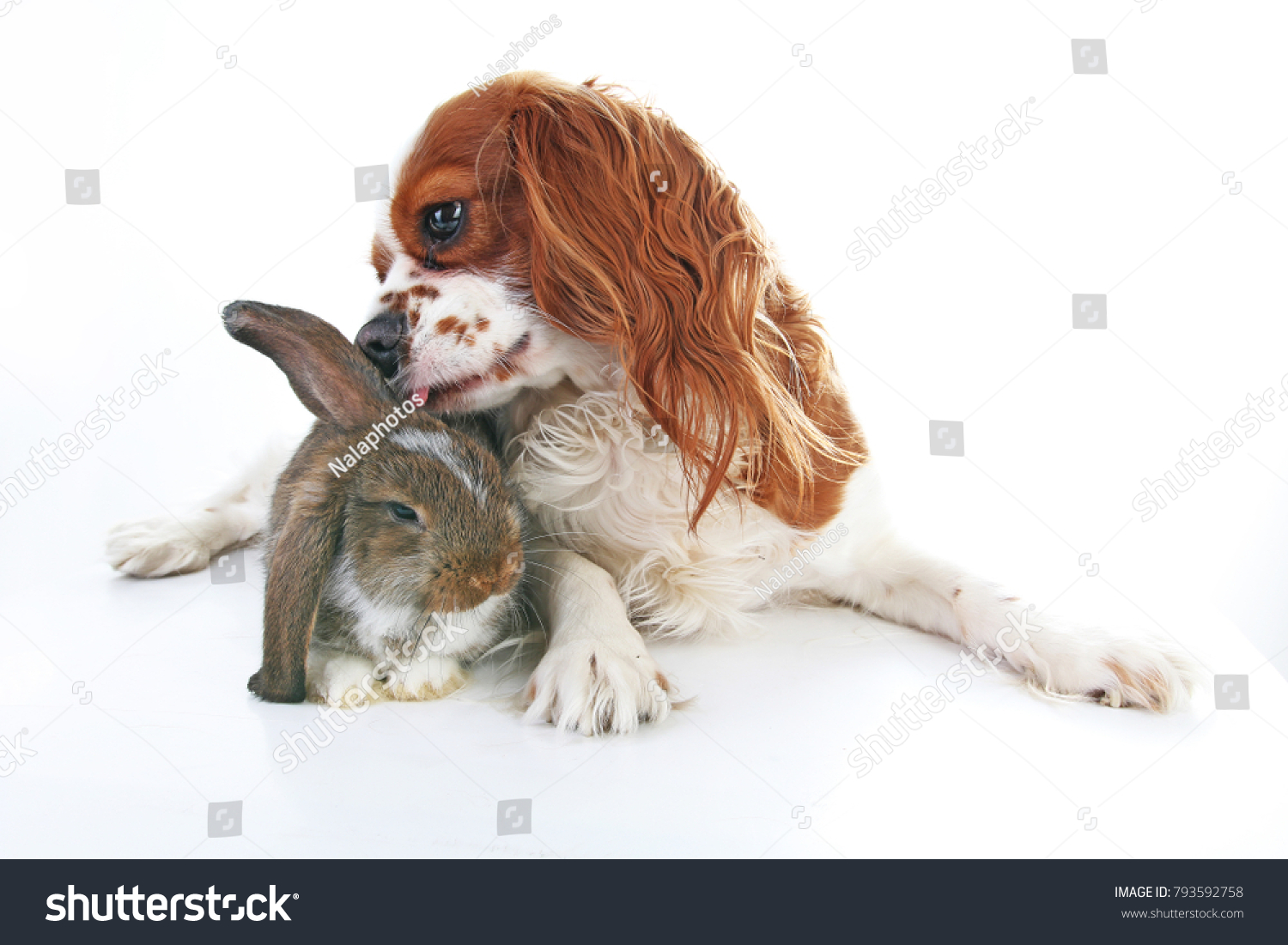 Animal friends. True pet friends. Dog rabbit bunny lop animals together on isolated white studio background. Pets love each other. Cute. #793592758