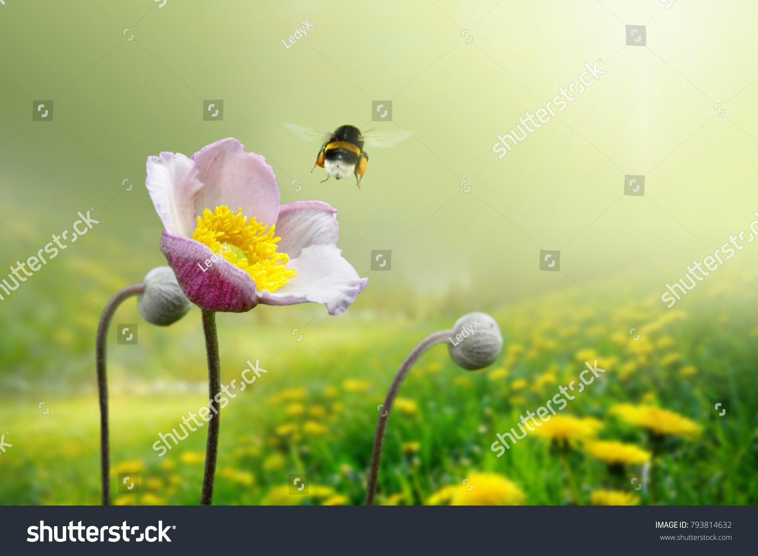 Beautiful pink anemone flower on  spring yellow meadow and flying bumblebee macro on soft blurry light green background. Concept hot summer in sunshine in nature, bright warm soulful artistic image #793814632