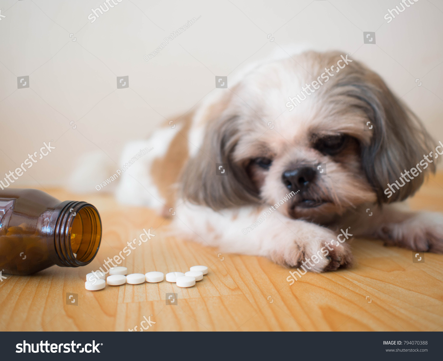 Sick dog - White medicine pills spilling out of bottle on wooden floor with blurred cute Shih tzu dog background. Pet health care, veterinary drugs and treatments concept. Selective focus. #794070388