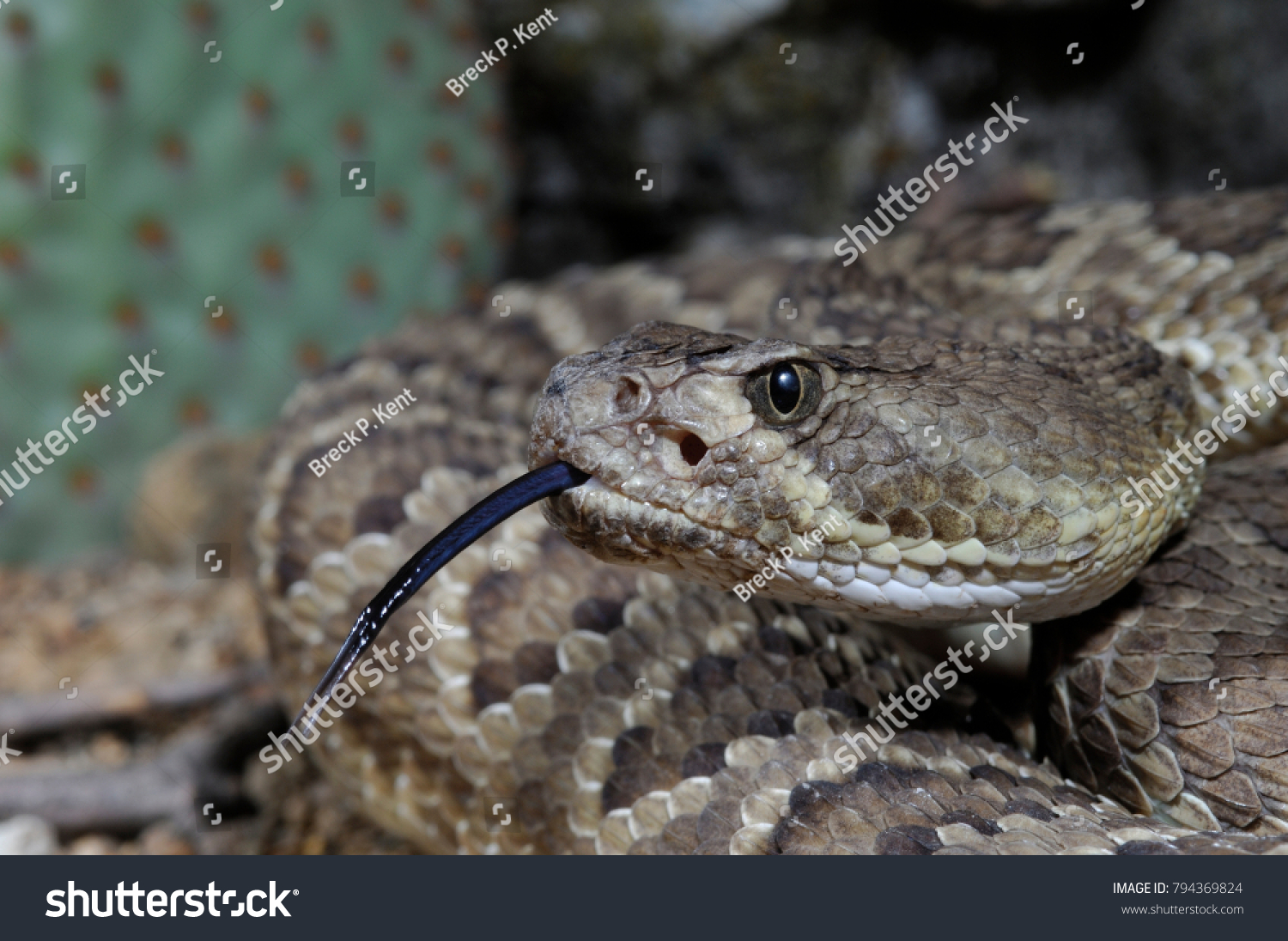 Mojave Rattlesnake portrait, (Crotalus scutulatus), Arizona
 #794369824