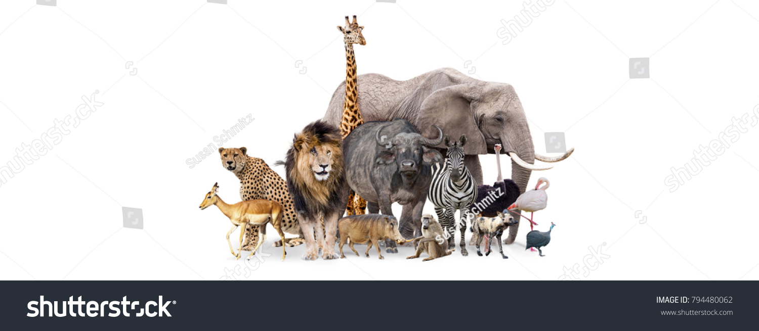 Group of African safari animals together on white header with room for text on both sides #794480062