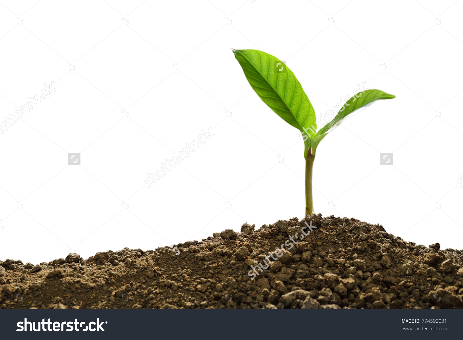 Green sprout growing out from soil isolated on white background #794592031