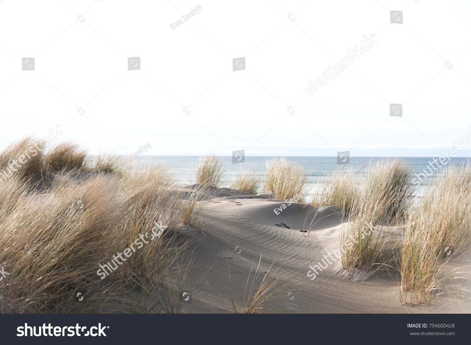 Sea grass sways in the Cannon Beach ocean breeze.  #794600428