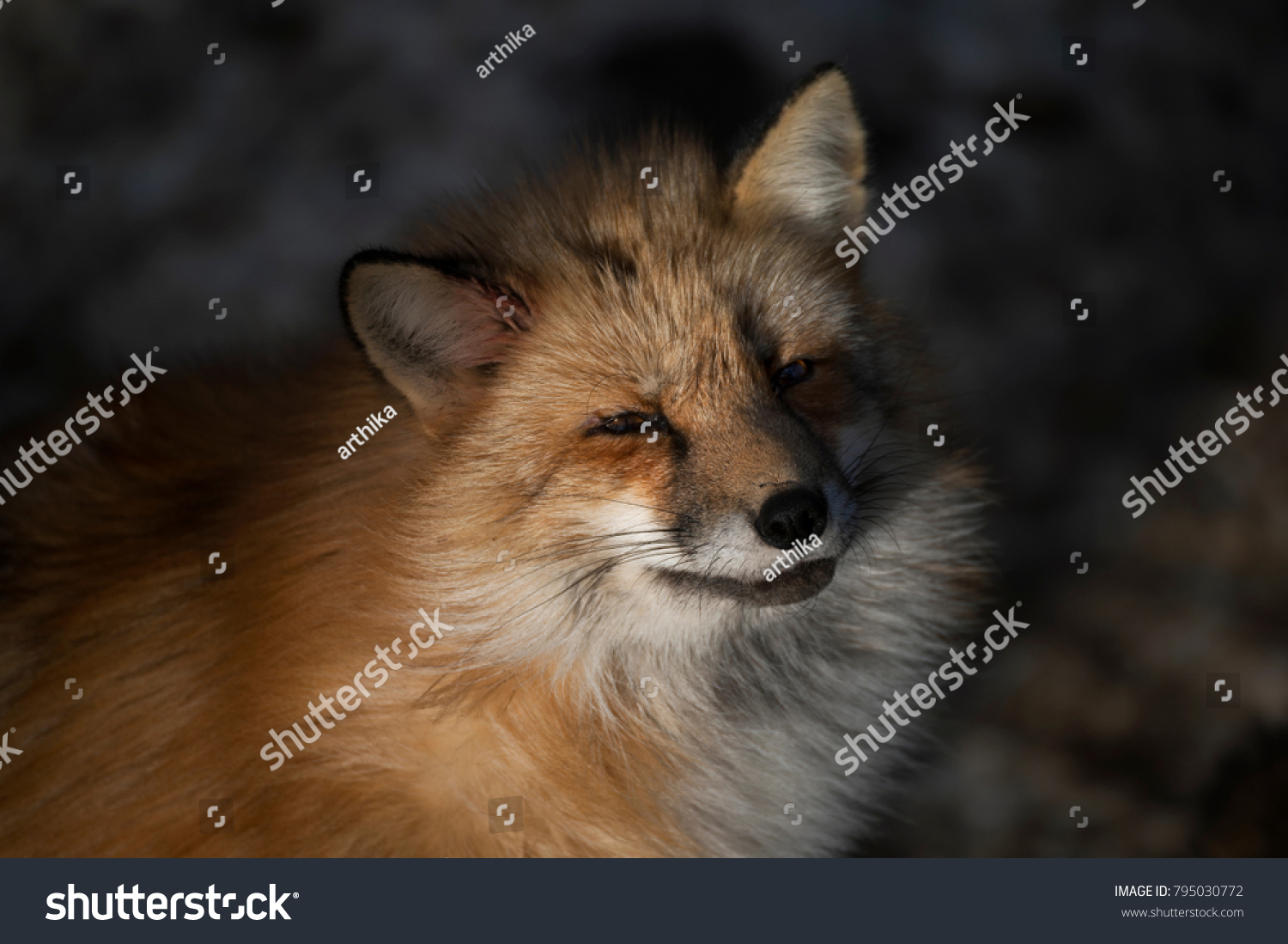 Cute Red Fox at Miyagi,Japan #795030772