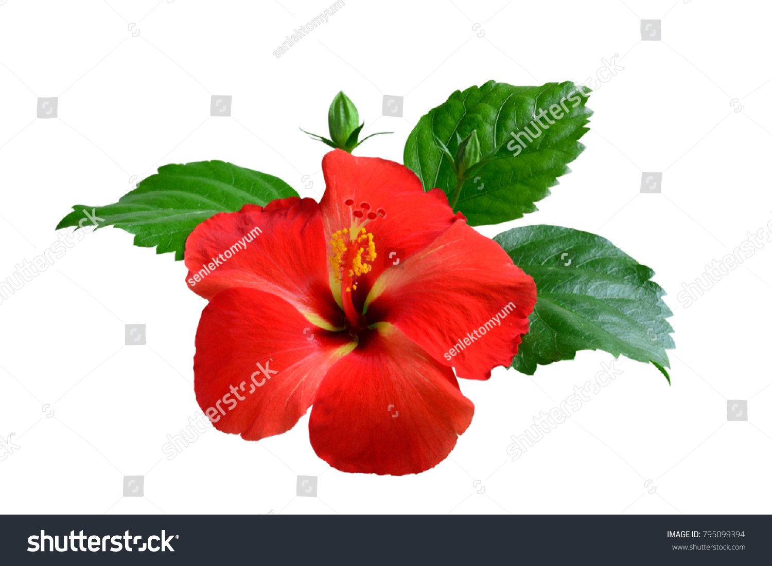 Red Hibiscus on white background with path #795099394