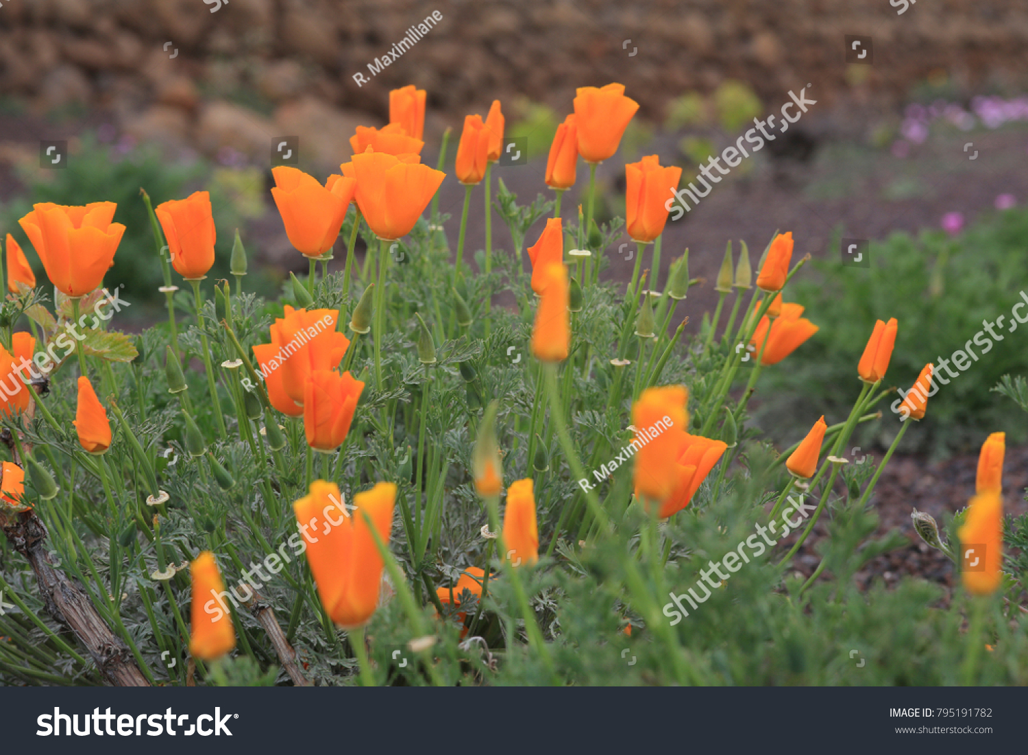 Eschscholzia californica, California poppy, blossoms, tenerife, canary island, spain, europe #795191782