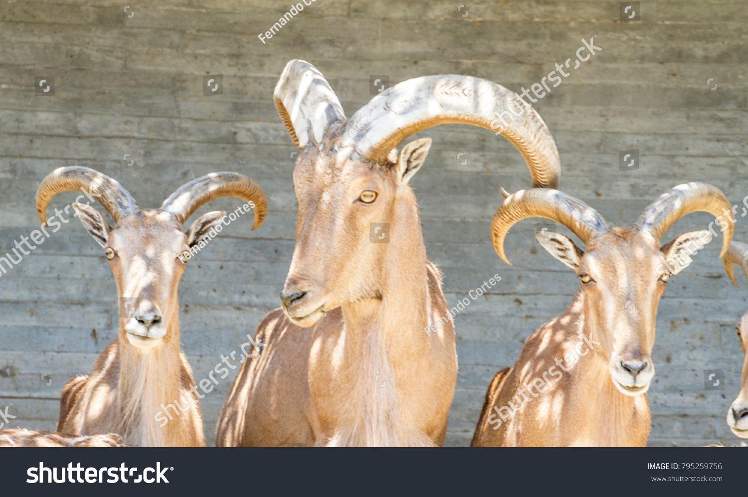 group of mountain goats, Family mammals with large horns #795259756