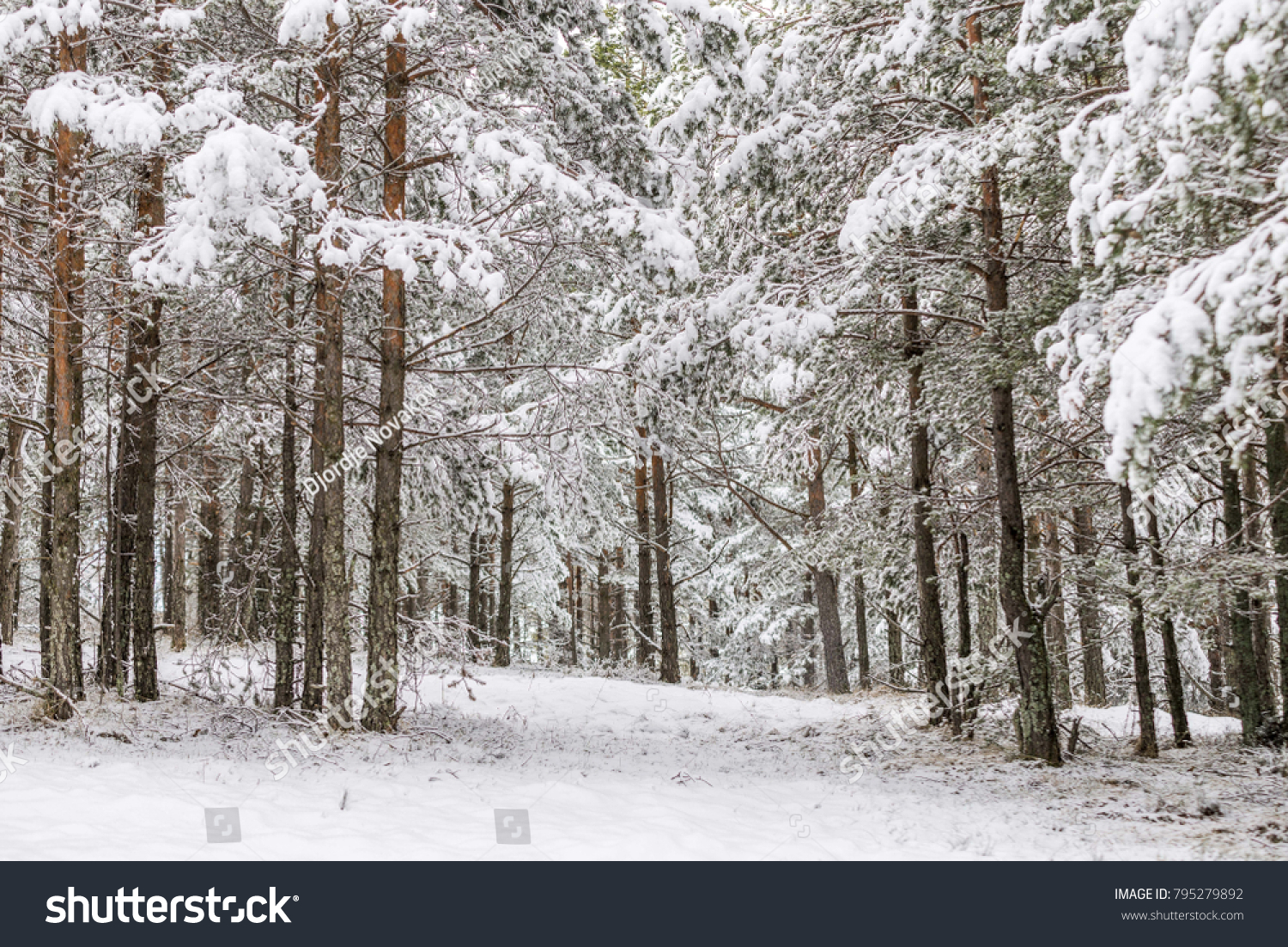 Snowy wood forest trees #795279892