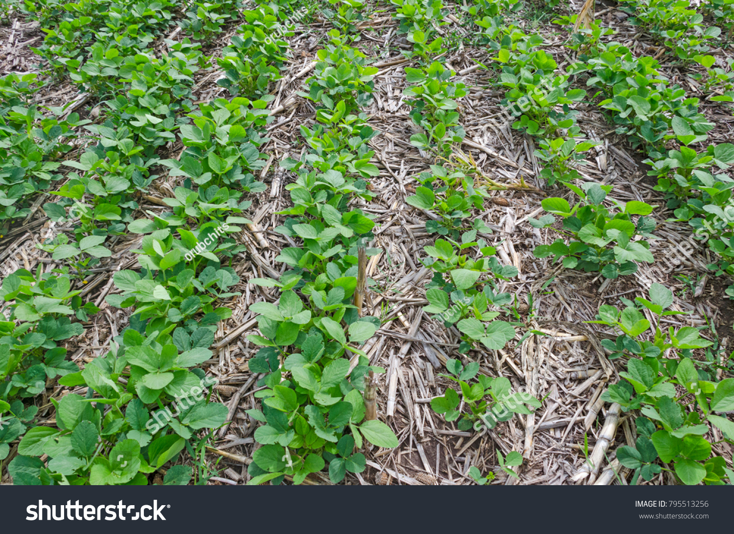 the soybeans were no-till in Argentina #795513256