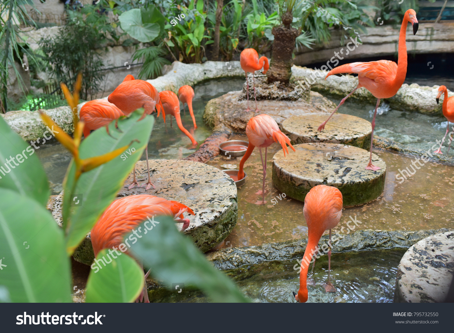 A group of American Flamingo at Dallas World Aquarium #795732550