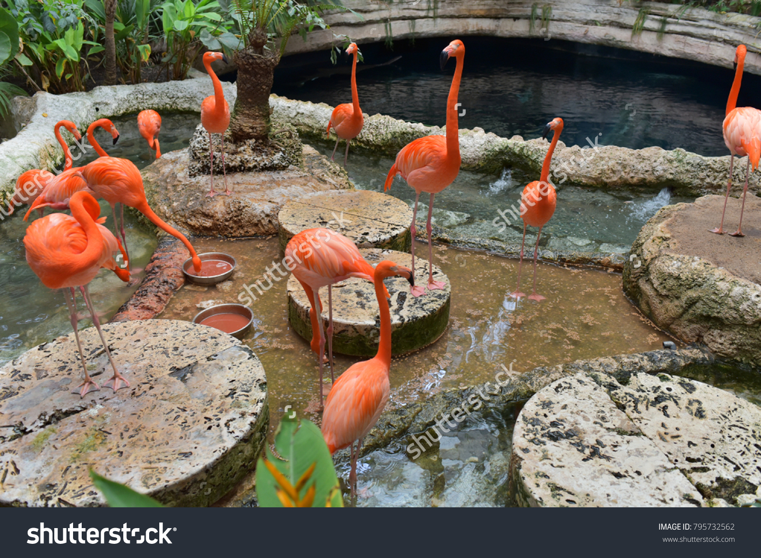 A group of American Flamingo at Dallas World Aquarium #795732562