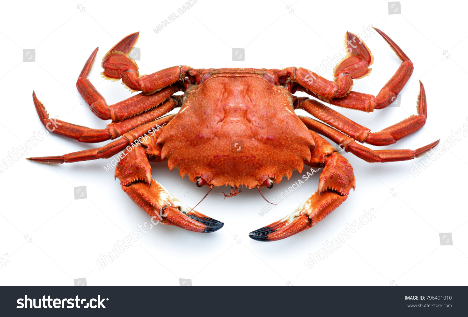 cooked spanish necora,atlantic crab isolated #796491010