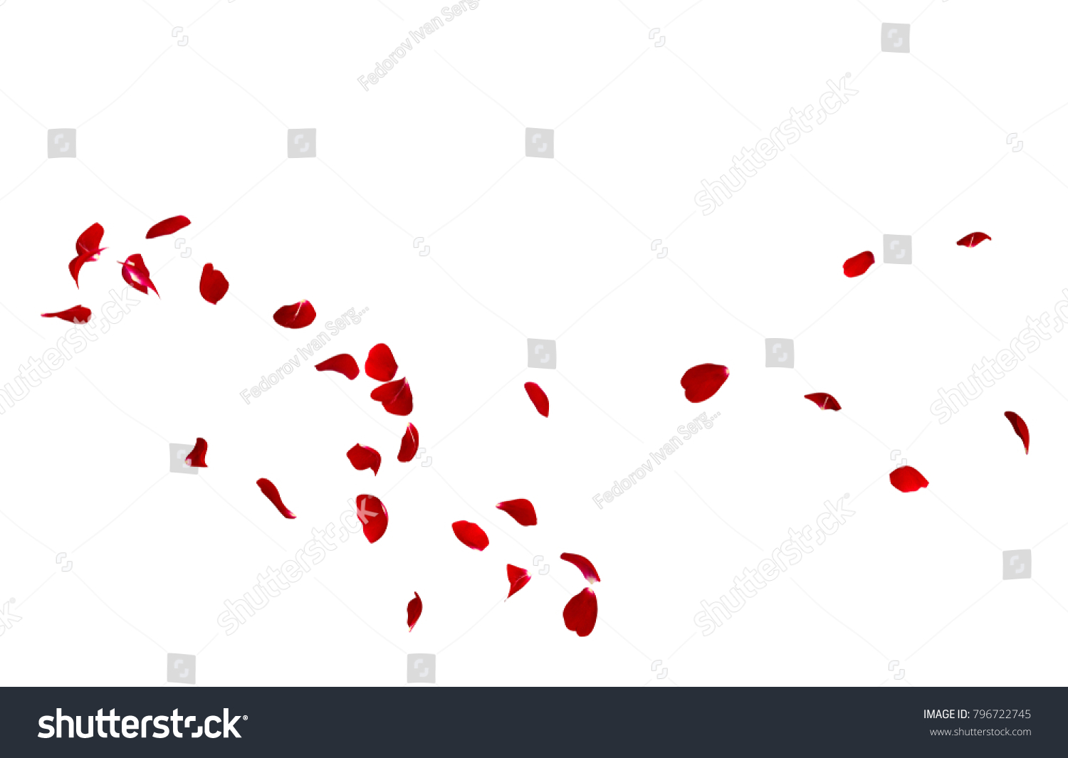 Red rose petals fly in a circle. The center free space for Your photos or text. Isolated white background #796722745