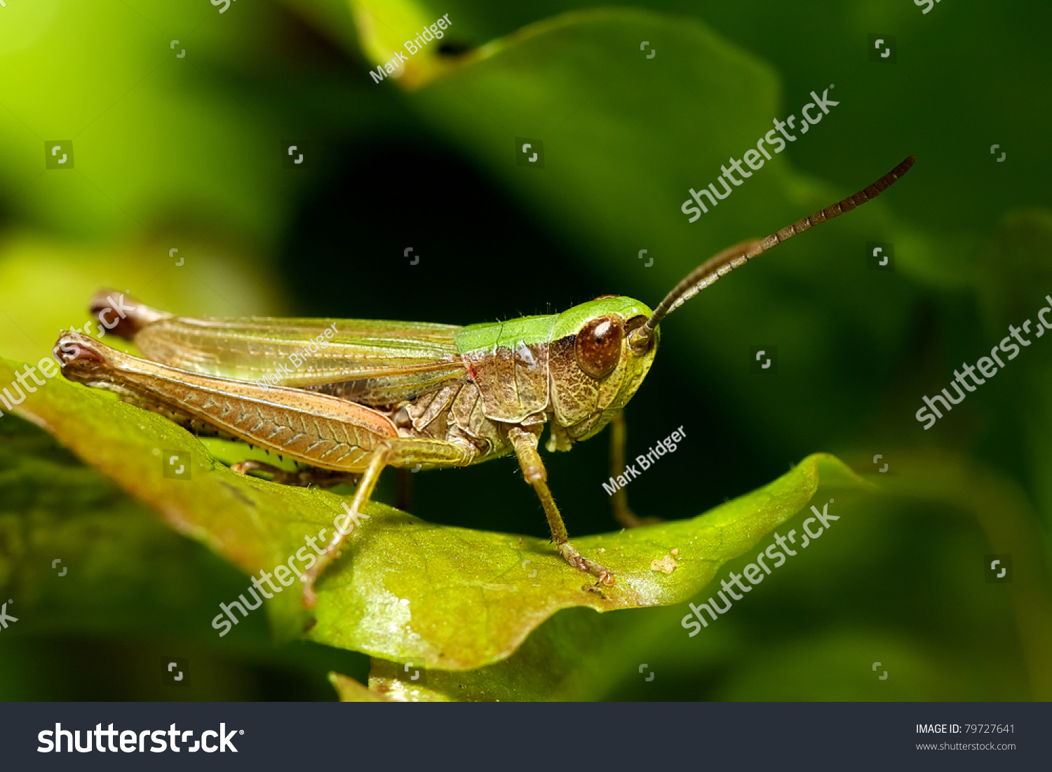 Grasshopper #79727641