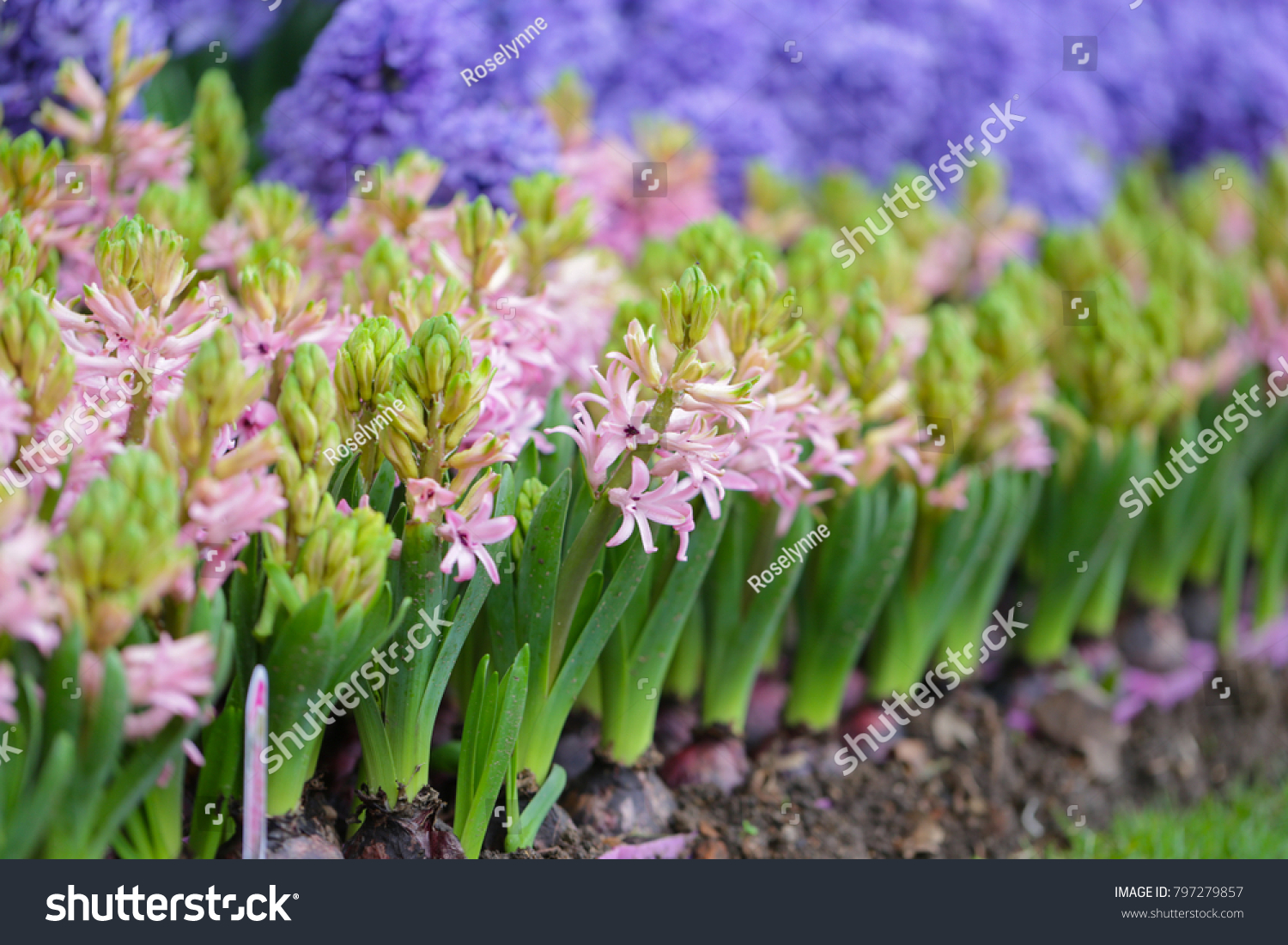 Hyacinths in garden, pink, white, purple with a wonderful smell and are famous for making perfume #797279857