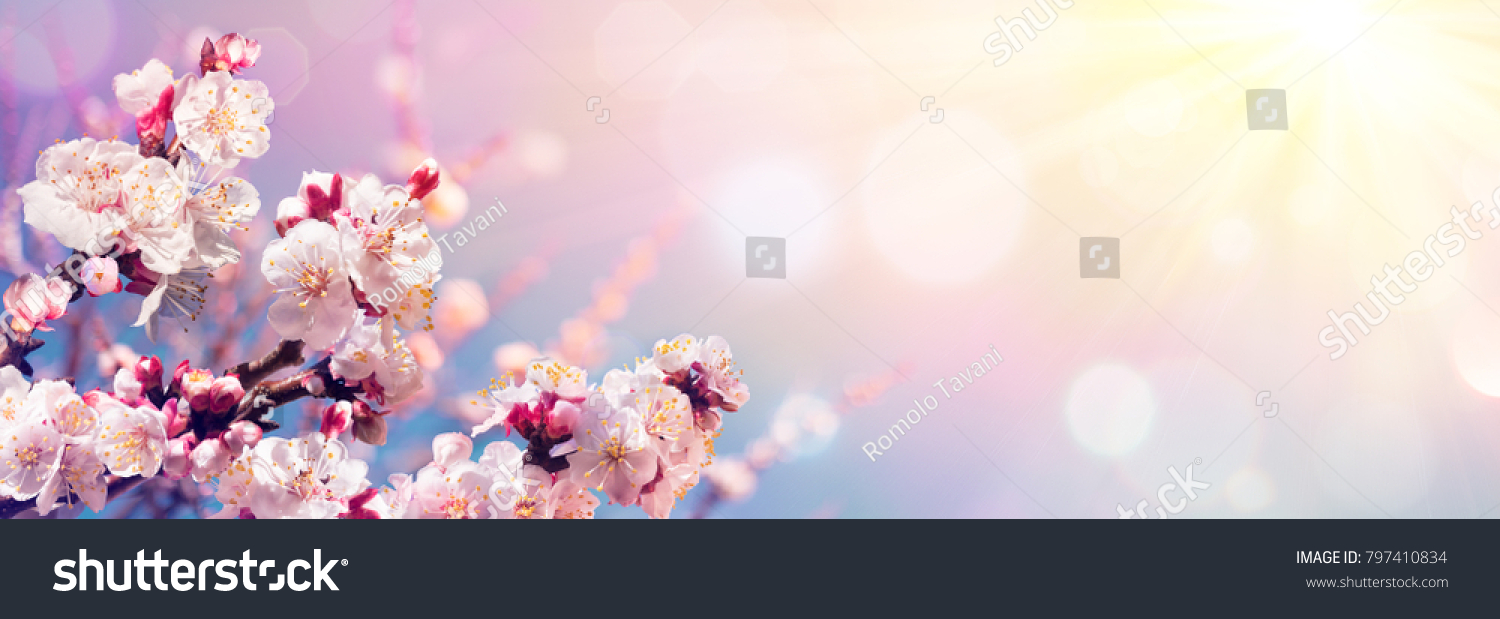 Pink Blossoms Against Sky At Sunrise - Spring Blooming - Contain Illustration
 #797410834