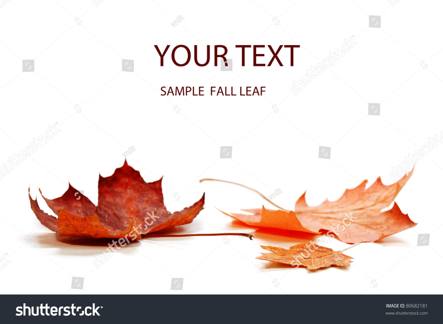 autumn maple leaf isolated on white background #80682181