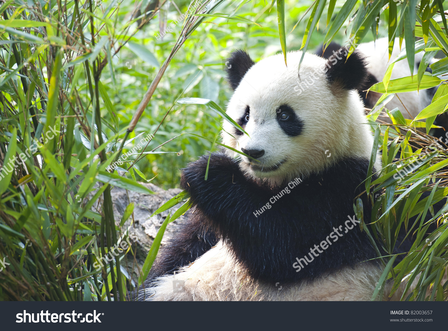 Hungry giant panda bear eating bamboo #82003657