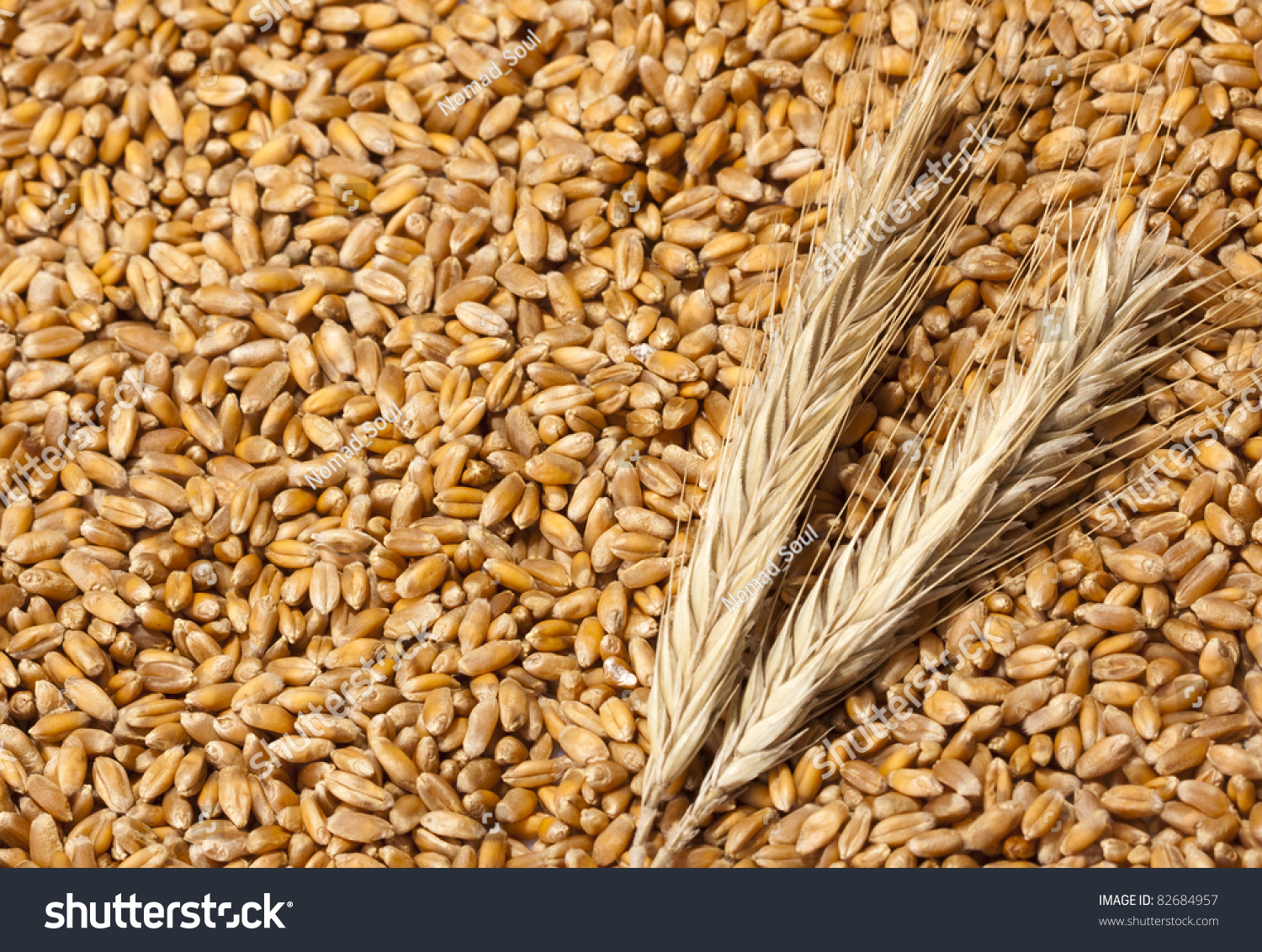 Close-up view of wheat ears with seeds #82684957