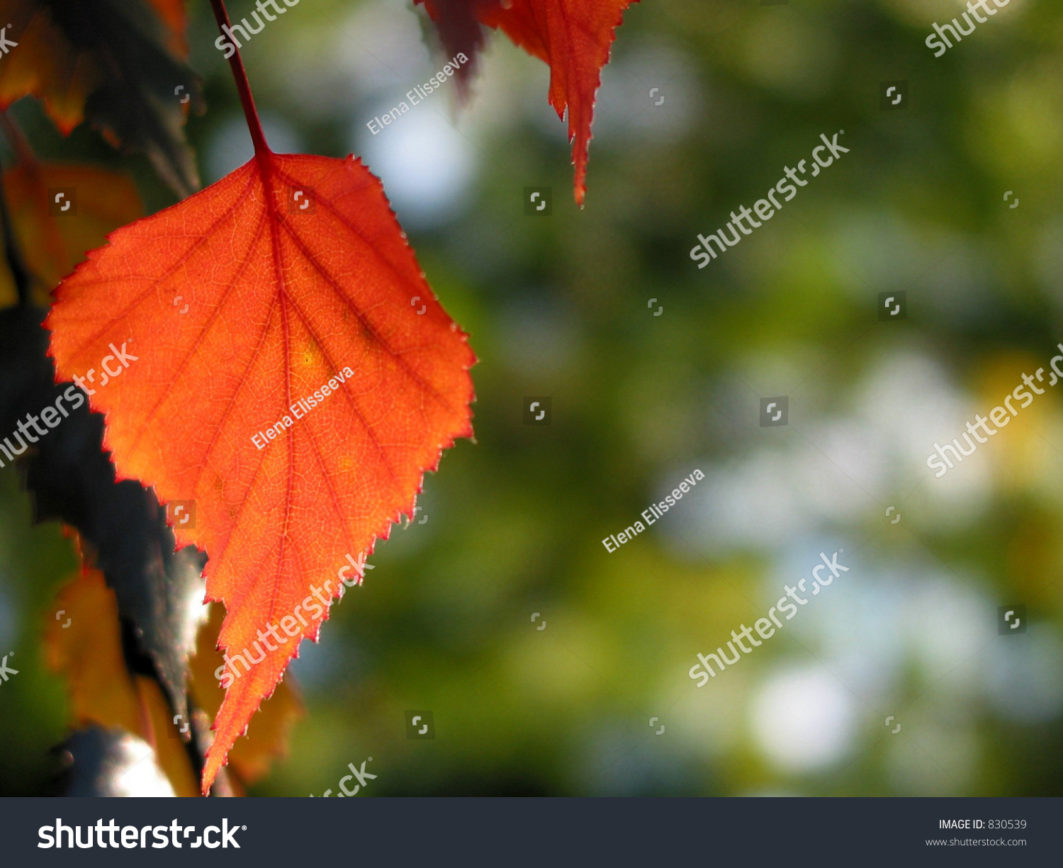 Closeup on isolated red autumn leaf with open space for text #830539