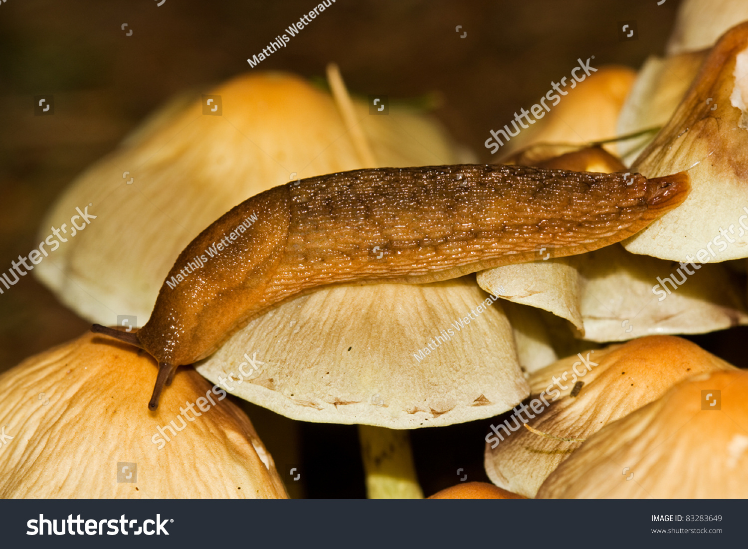 A brown slug, feeding on Sulphur Tuft (Hypholoma fasciculare) #83283649