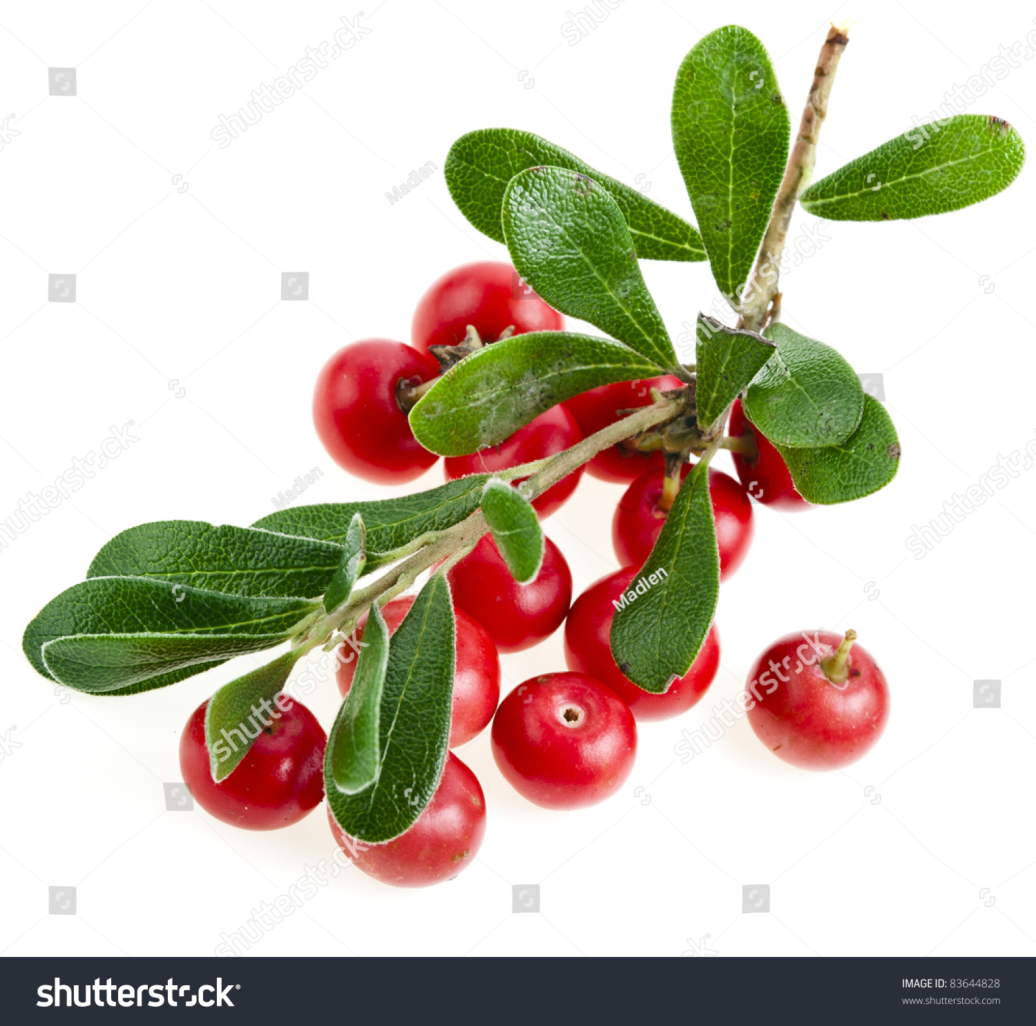 Bearberry ( Arctostaphylos Officinalis ) #83644828
