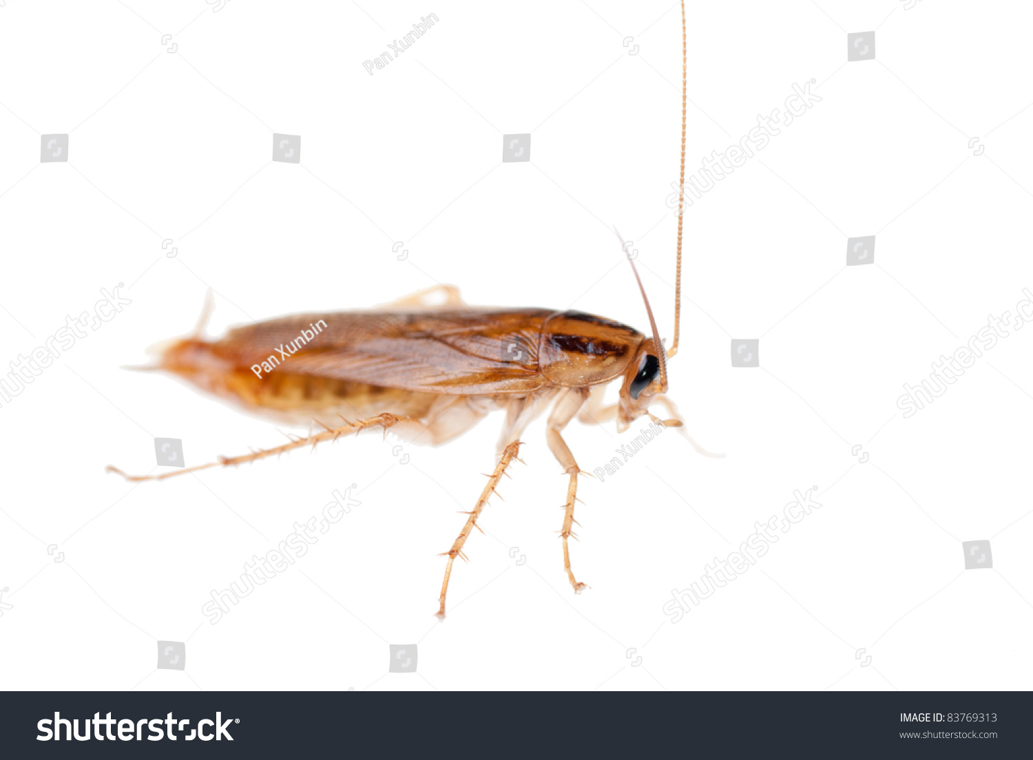 Japanese Cockroach Isolated Royalty Free Stock Photo Avopix Com