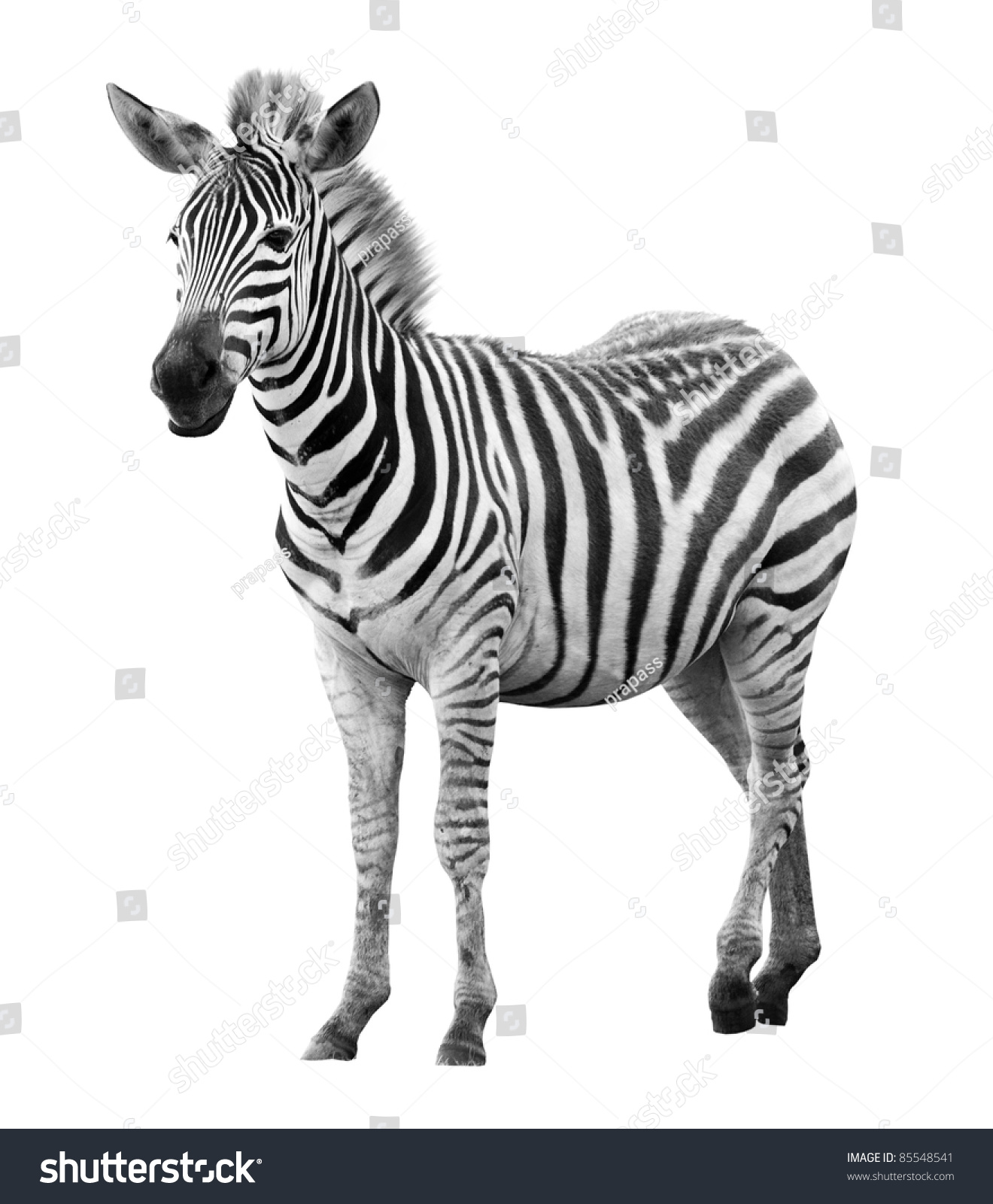 Young male zebra isolated on white background #85548541