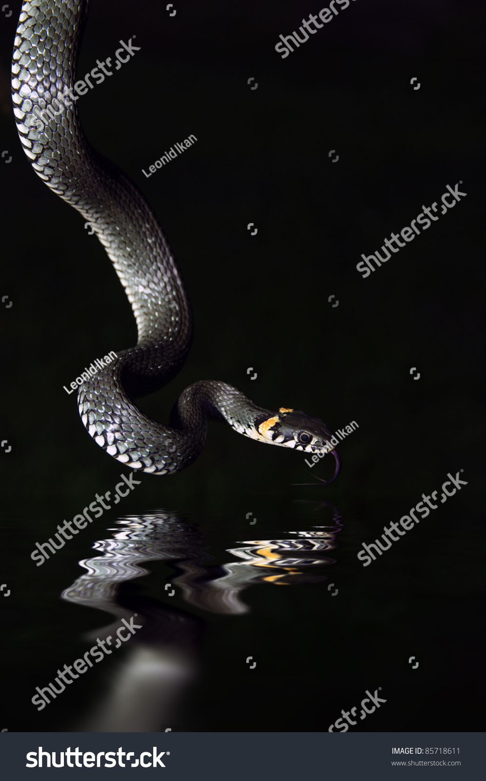 Huge snake hanging over the water. Hunting in Pond #85718611