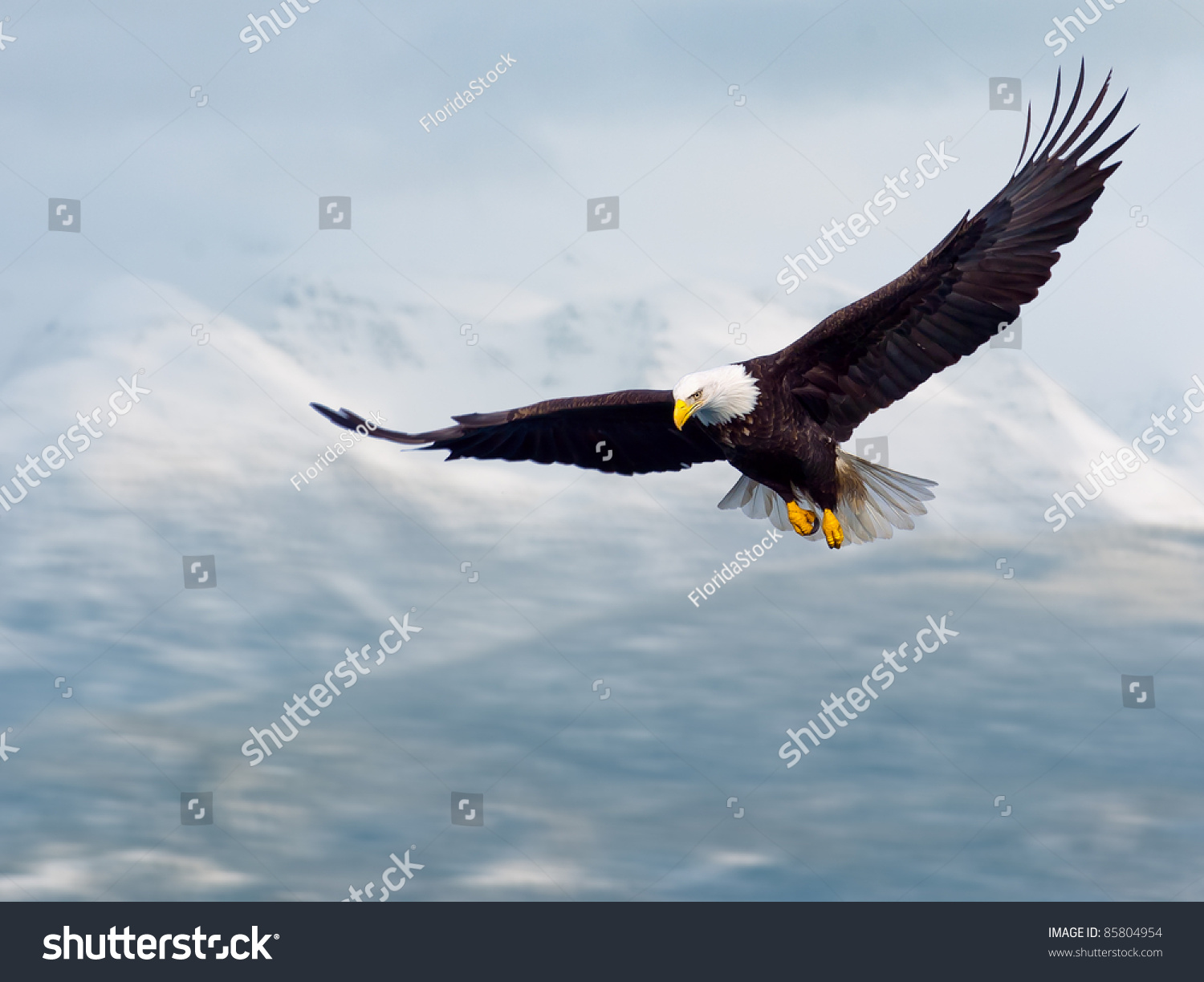 american bald eagle in flight and illustrated over alaska coastal mountains in winter, nice light on face #85804954