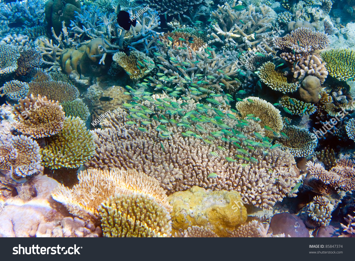 Indian ocean. Underwater world. Fishes in corals. #85847374