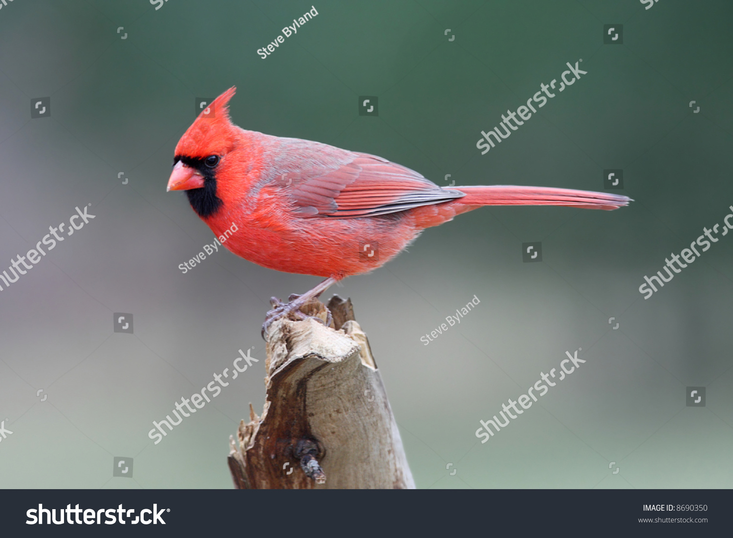Northern Cardinal (cardinalis cardinalis) on a stump #8690350