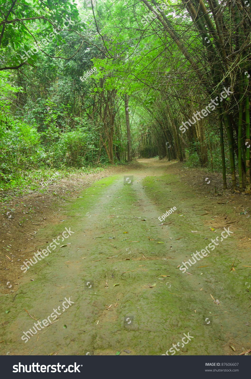 Walkways in the jungle #87606607