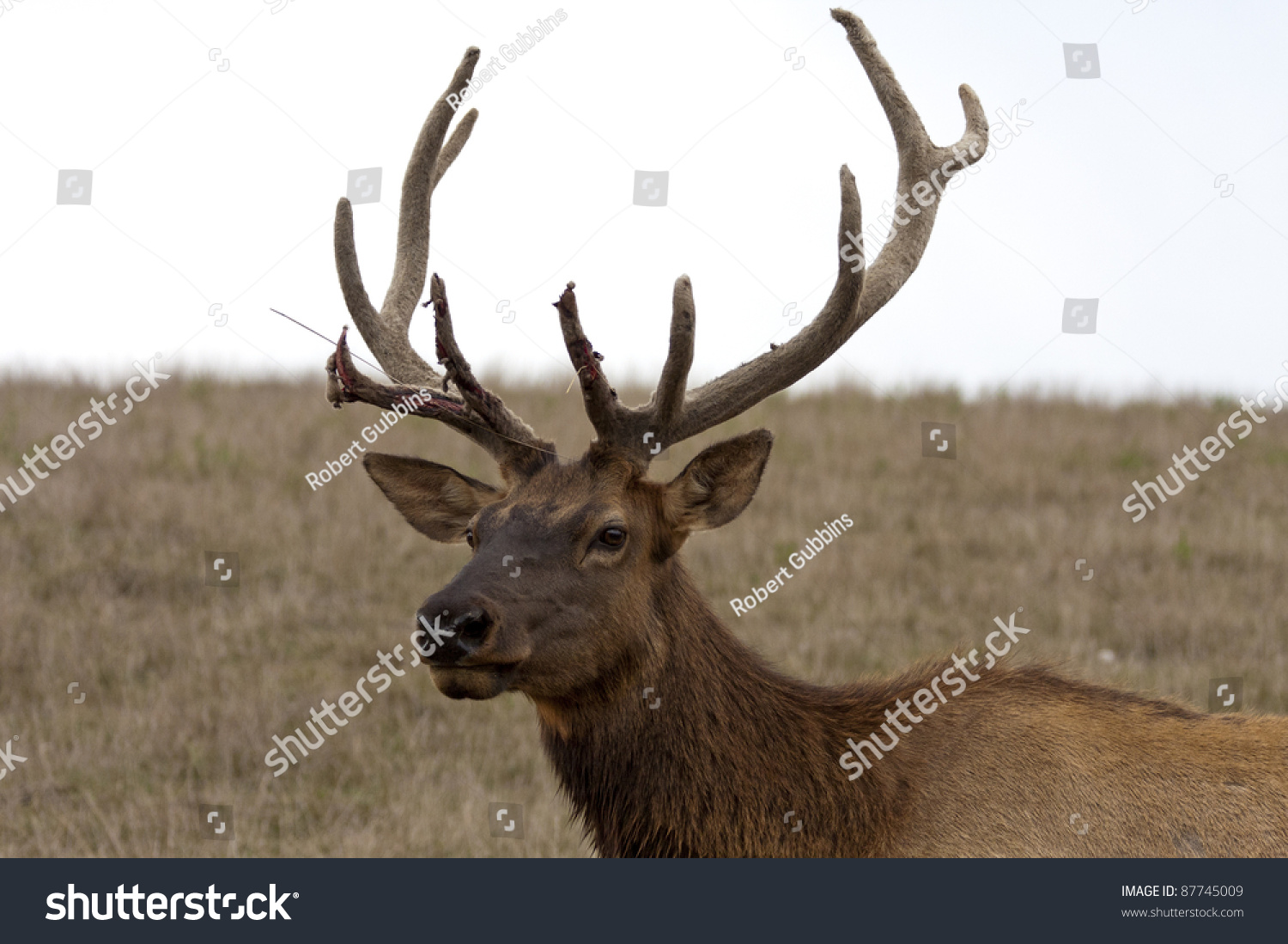wild elk shedding velvet late summer close up #87745009