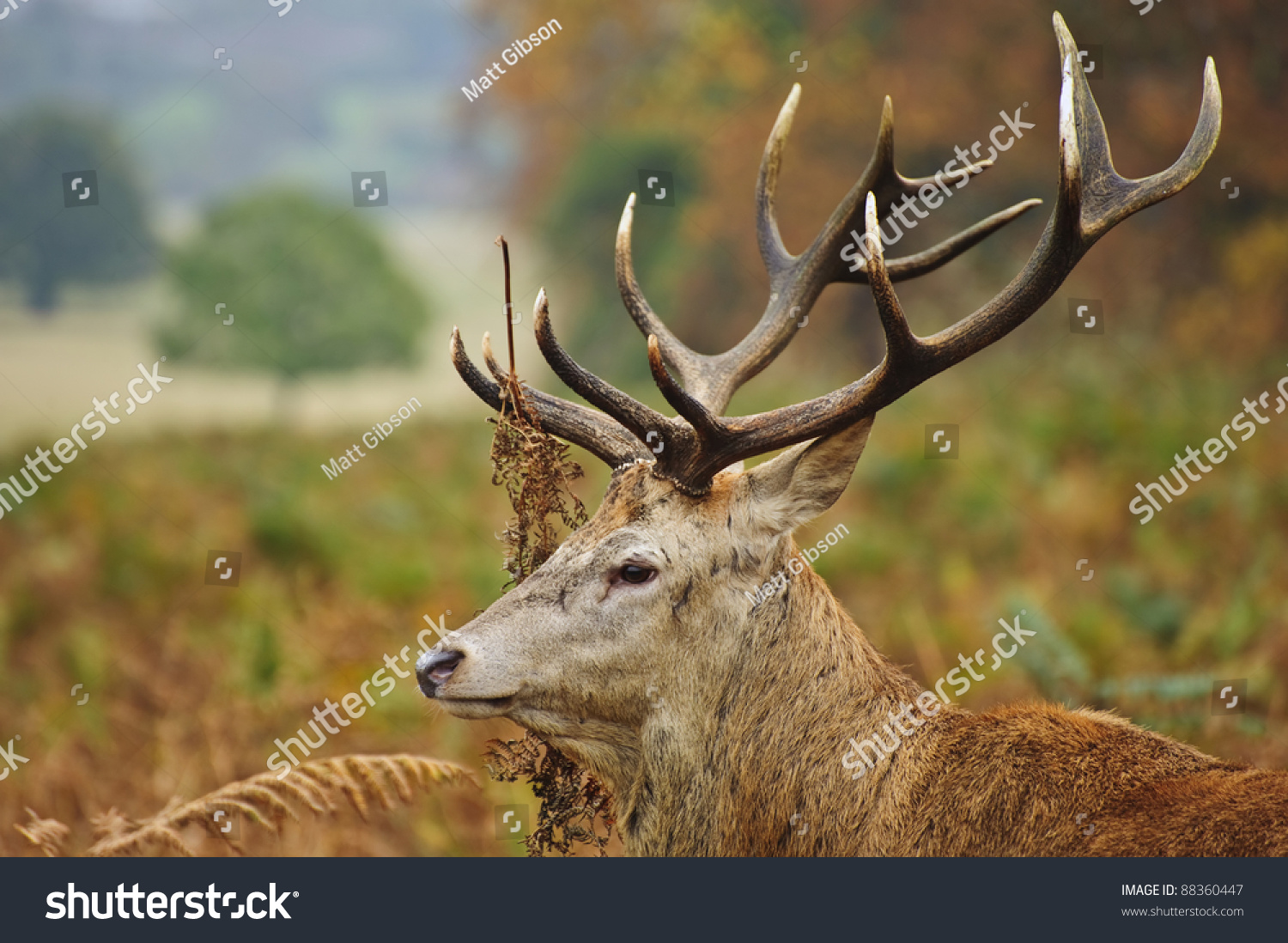 Portrait of majestic powerful adult red deer stag in Autumn Fall forest #88360447