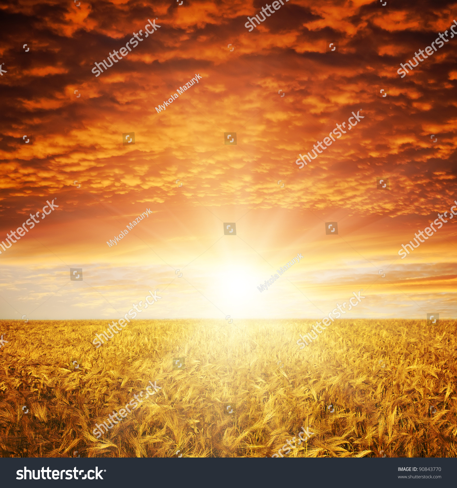 golden sunset over wheat field #90843770