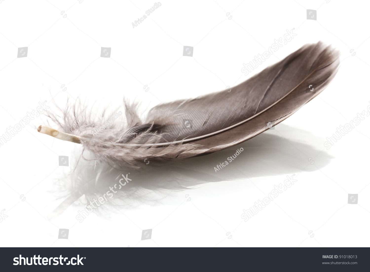 Single fluffy feather isolated on white #91018013