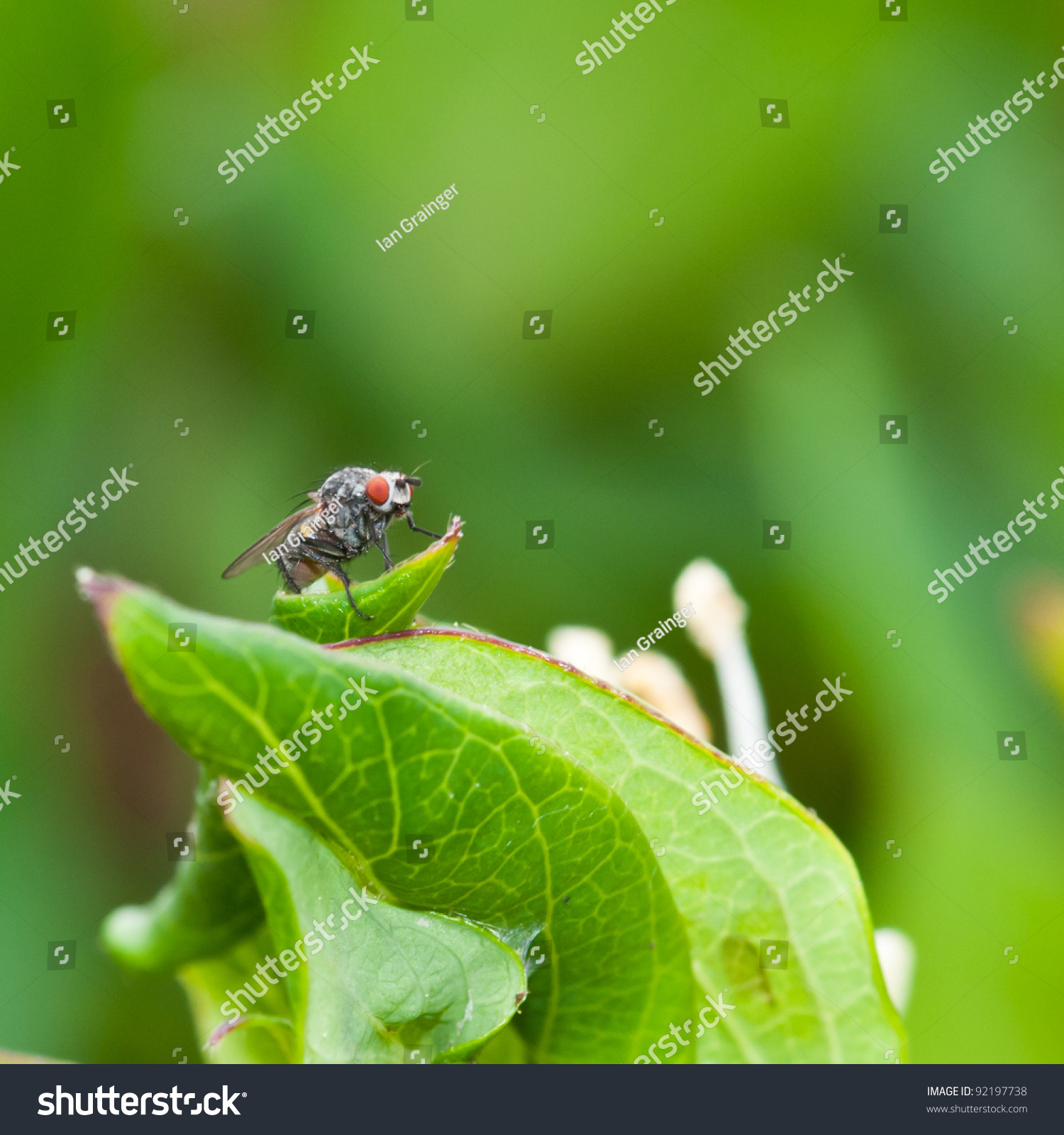 A macro shot of a fly, covered in pollen, sitting on a green leaf. #92197738