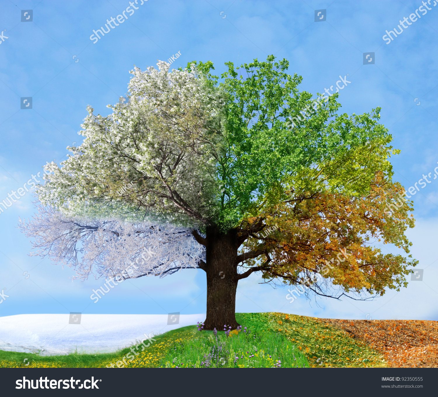 Four season tree #92350555