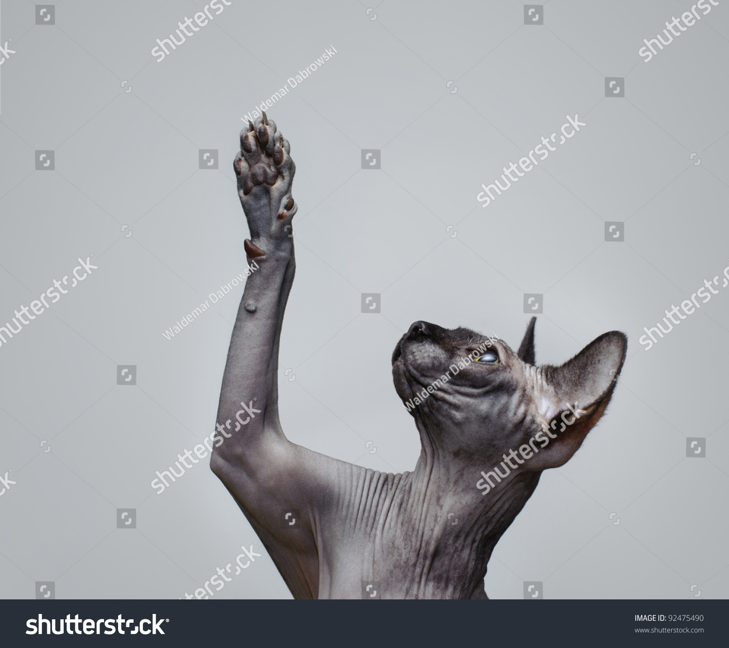 Canadian sphynx cat  lifting its paw #92475490