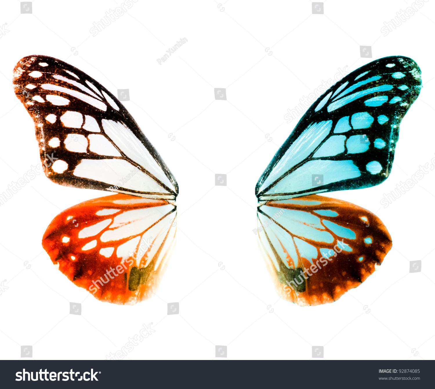 butterfly wing #92874085