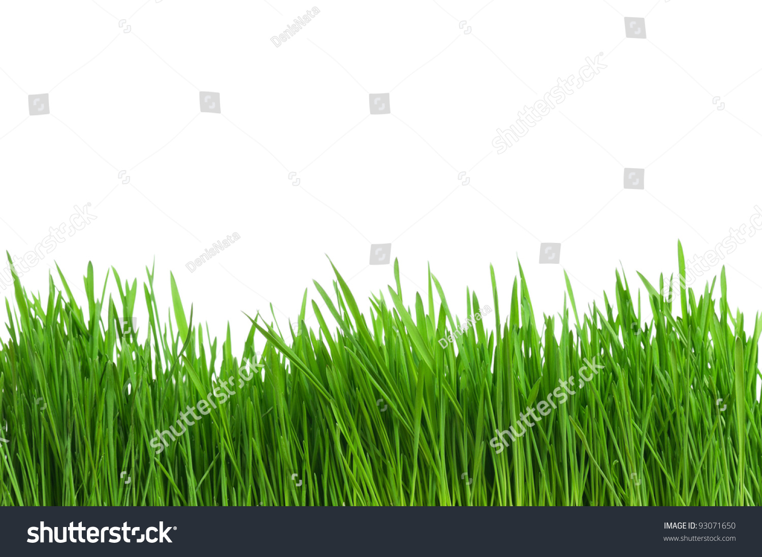 Fresh green wheat grass isolated on white background #93071650
