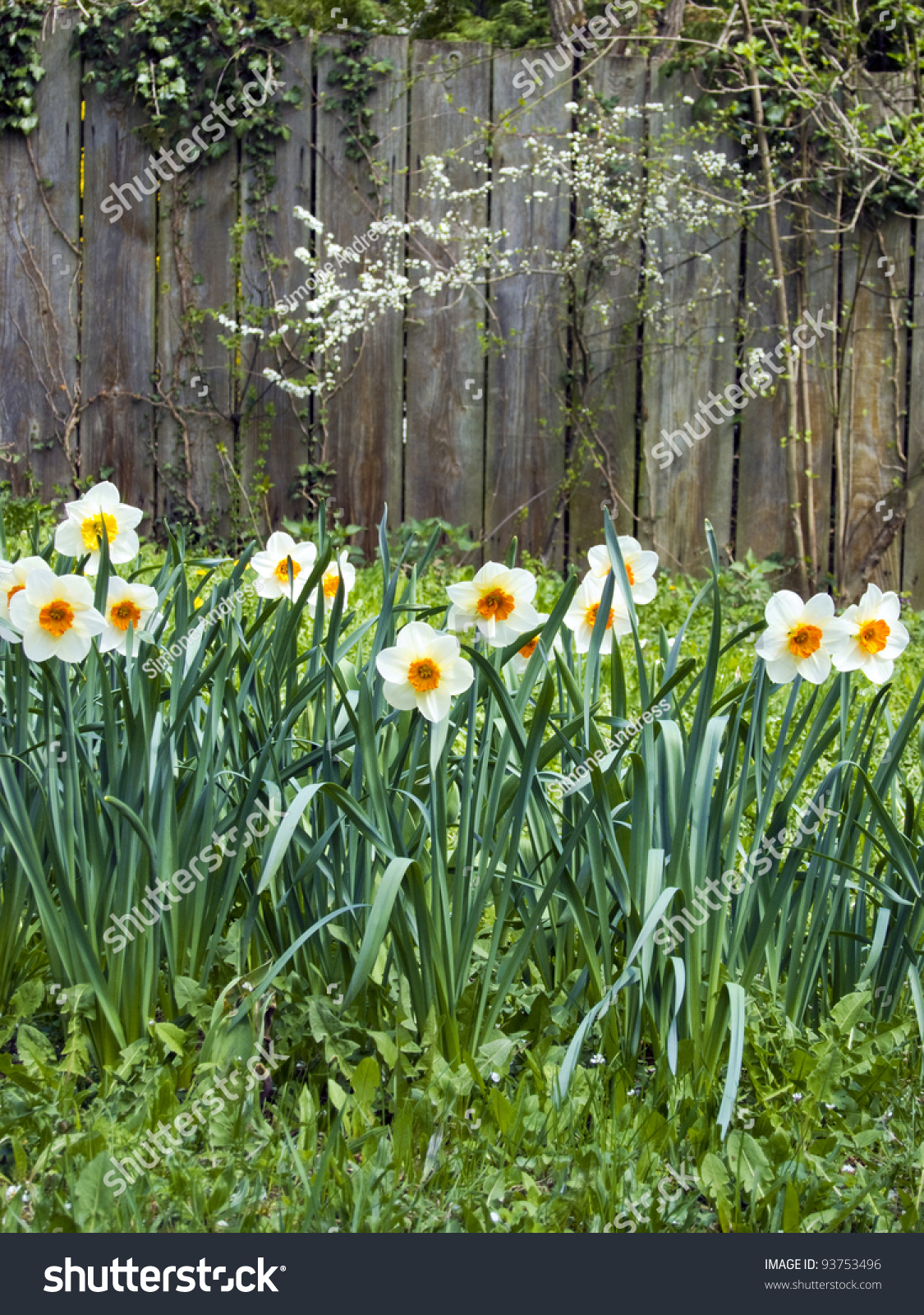 spring in garden #93753496