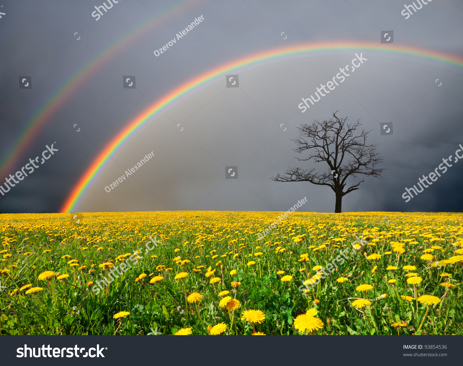 dandelion field and dead tree under cloudy sky with rainbow #93854536