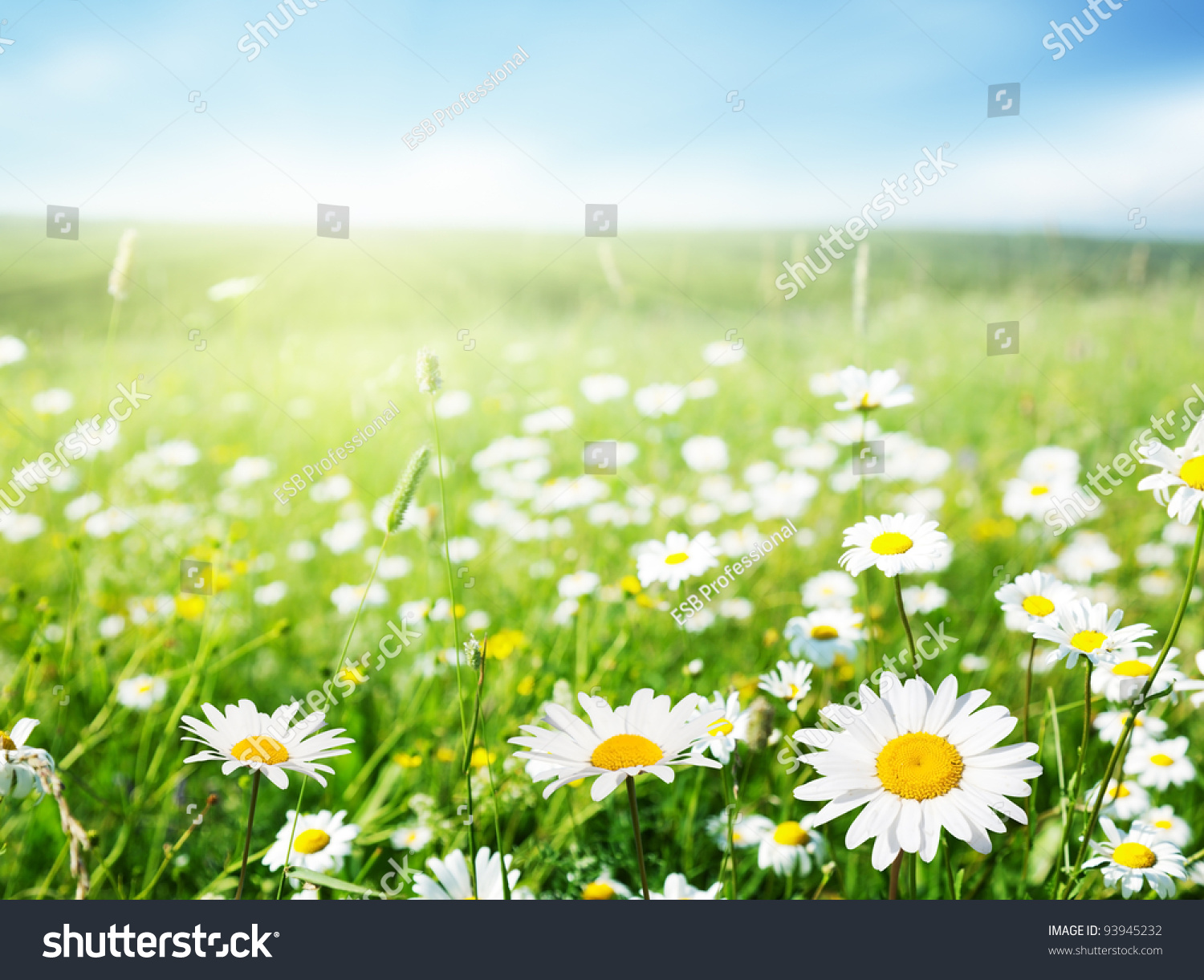 field of daisy flowers #93945232