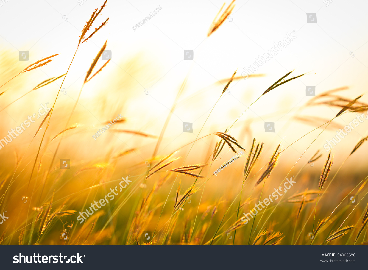 Field of grass during sunset #94005586