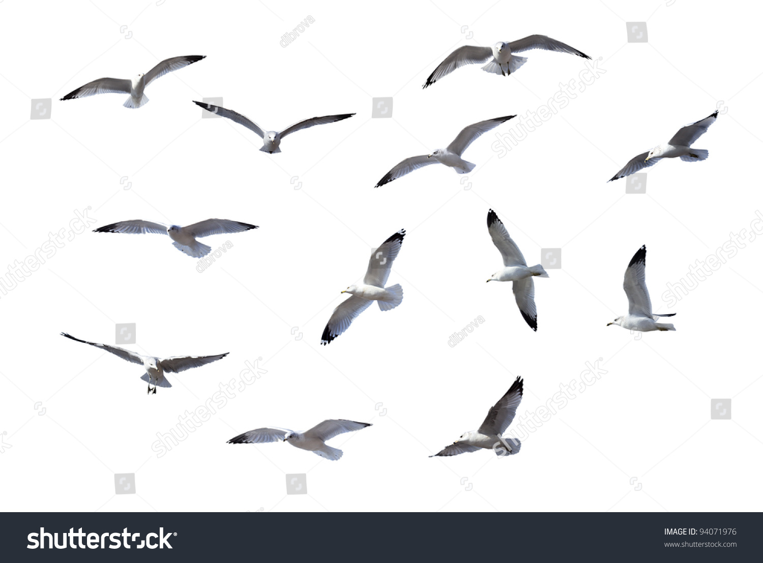 Flying Gulls isolated on white background #94071976