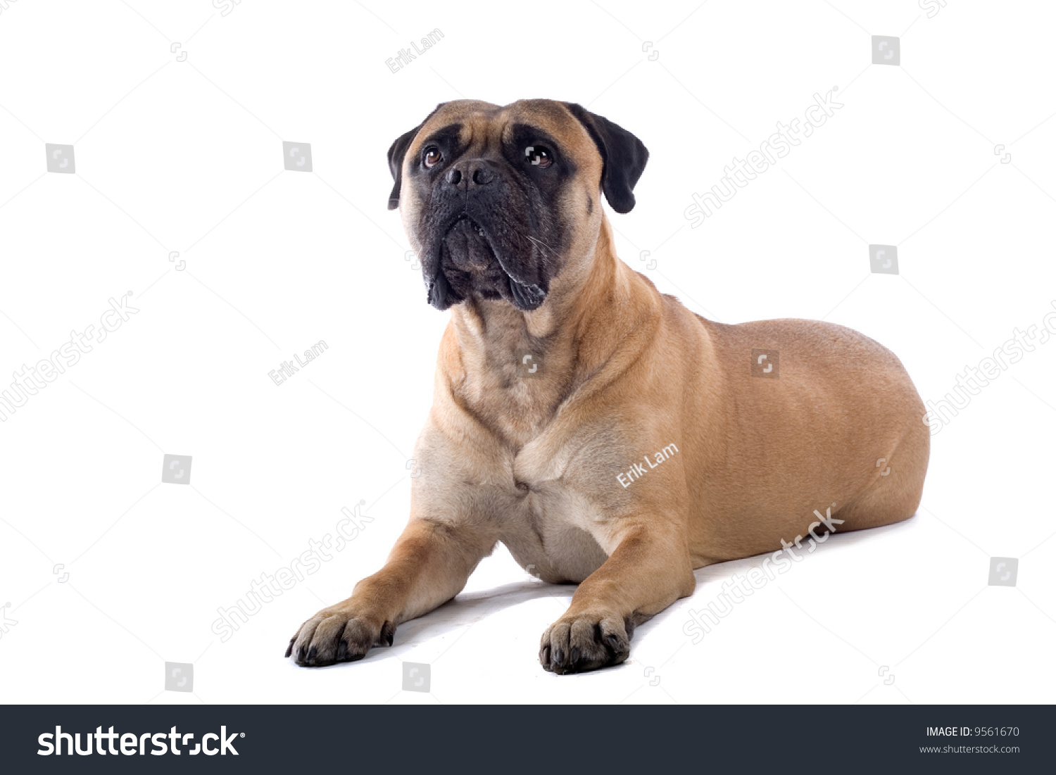 bull mastiff dog isolated on a white background #9561670
